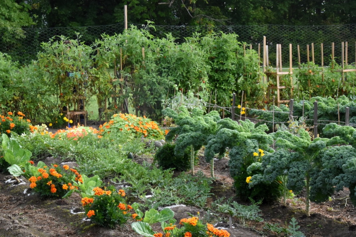 Carrots, corn, and caring